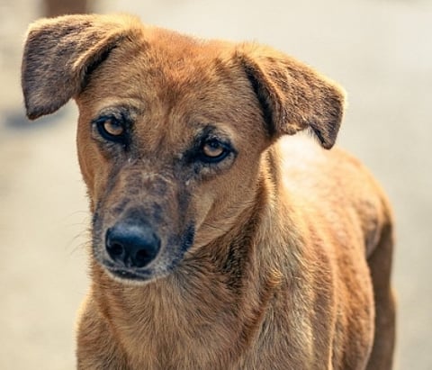 PETA India has said that the ban is achieved by requiring owners to declare breeds. (IANS)