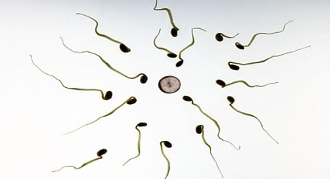 Artificial eggs (IANS)