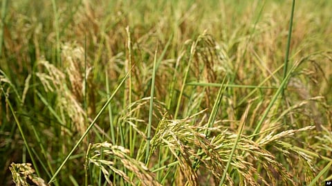 Parched rice plants blow in the breeze in a farm field in Mu'er town on the outskirts of Chonqing, China, Aug. 21, 2022.