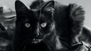 Halloween is here!!!! (Representative Image)