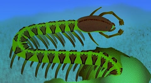 Half-a-billion year old fossilised brain in a tiny sea creature defies textbooks.