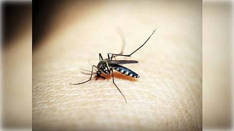 Japanese encephalitis is caused by the Japanese encephalitis virus (JEV). It is spread through mosquito bites and is more common in areas of increased mosquito activity. (Representative Image)
