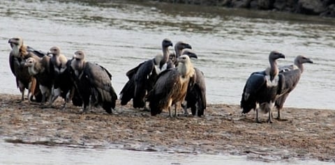 'Tagged' Vultures in Rajasthan Leave People Puzzled.