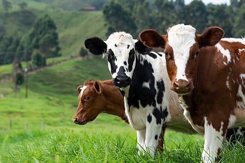 In the last three and half years, her cowshed has grown so significantly that today it comprises nearly 14,500 cattle, and nearly 300 locals are engaged in taking care of these bovines. (Representative Image-
Daniel Quiceno M)
