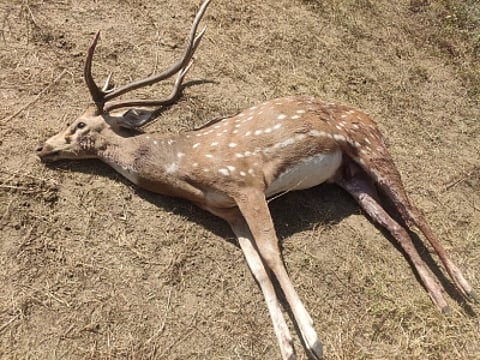Heads roll in Bengal Safari Park as 27 spotted deer die in 2 months. (IANS)