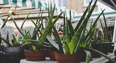 Mystical Cure-All Aloe Vera Gel (IANS)