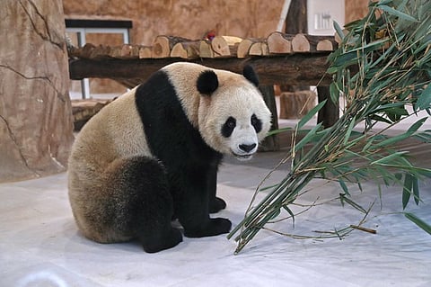 In this Oct. 19, 2022 photo, a Chinese giant panda, sent as a gift to mark the soccer World Cup is locked in an enclosure at the Panda Park in Al Khor Park and Zoo, Qatar. (Denour/AFP)
