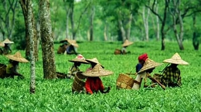 A group of over 100 international leaders and delegates from 20 different nations who were in India for the G20 summit travelled to Assam and crossed the great Brahmaputra river to take in the state's rich history and colourful culture. (IANS)