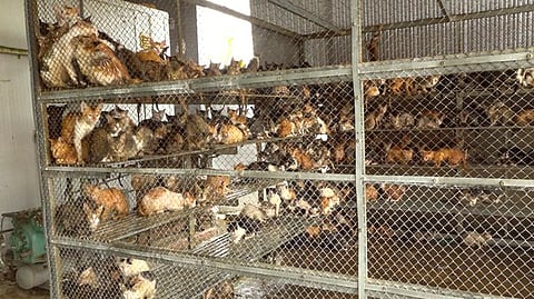 Live cats were found caged in a warehouse in Dong Thap province, Vietnam, for resale. (State media/Lao Động Newspaper.)