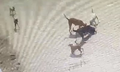 In a viral video, a four-year-old boy was mauled to death by stray dogs in Hyderabad. (IANS)