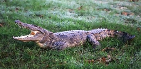 A nine-year-old boy was attacked by a crocodile in Karnataka. (IANS)