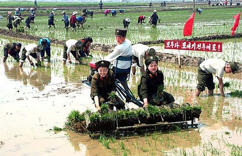 North Korean soldiers help farmers plant rice at a cooperative farm in South Pyongan province. (Yonhap News)