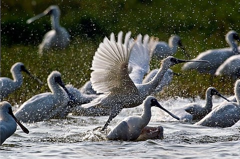 'Caring for the Black-faced Spoonbill Together,' which documents the plight of an endangered bird species facing habitat loss, took 30 years to film across seven countries and regions in East Asia. ( Caichang International Multimedia)