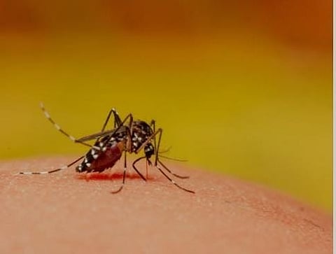 All the private hospitals across the district have been asked to inform the Health Department if any dengue patient or any other water-borne diseases patient comes to hospital.
