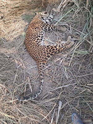 The body was found far away from the Bandhwari landfill site. There are several clean water bodies situated between the landfill site and the spot where the body was found