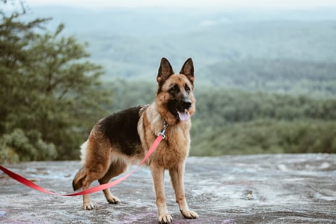 As soon as the bell rang, a ferocious pet dog of the house owner came charging at him. Frightened over this, the delivery boy ran and when the German Shepherd continued chasing him, he jumped off the third floor to save himself. (Katelyn MacMillan/Unsplash)