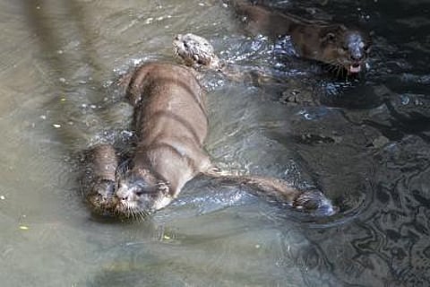 While toxoplasmosis is common in sea otters and can be fatal, this unusual strain called COUG appears to be especially virulent and capable of rapidly killing healthy adult otters.