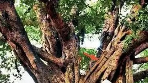 The radiocarbon dating results indicate an age of 450 to 500 years for the Indian banyan tree at Narora. This age represents the oldest accurate dating result for the species. (IANS)