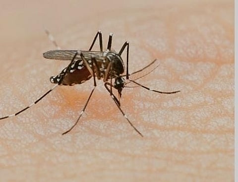 Cases of dengue -- a mosquito-borne viral disease -- have steadily increased in the last 50 years, predominantly in the South-East Asian countries.