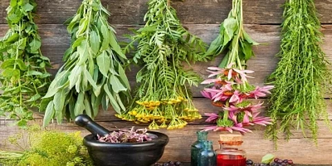 There are at least 400 medicinal plants present in nature which can be effective in reducing the amount of sugar level in the blood which is necessary to control Type 2 diabetes. (IANS)