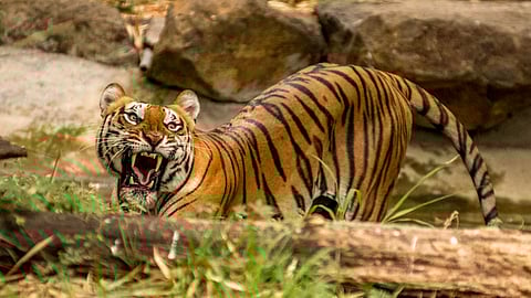 A tiger killed a 50-year-old farmer in Uttar Pradesh's Pilibhit district. (Representational Image, Wikimedia Commons)