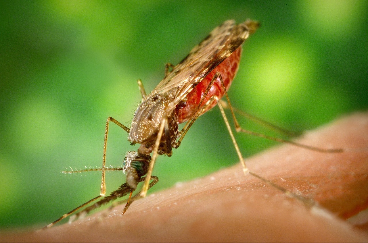 "Malaria is a medical emergency," the health body said, adding that all five patients have gotten treatment and are recovering. (Wikimedia Commons)