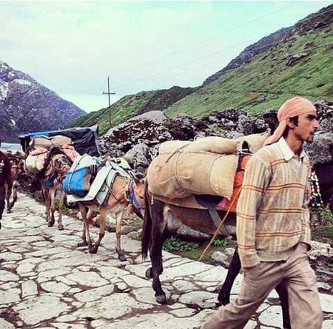 The alleged maltreatment of the donkeys was met with outrage and condemnation from the public. (Wikimedia Commons)