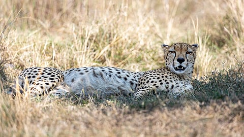 A leopard mauled to death a 50-year-old woman, Guddi Devi, in the Makhwada village of Uttar Pradesh's Bijnor district while she was working in a paddy field.
(Unsplash)