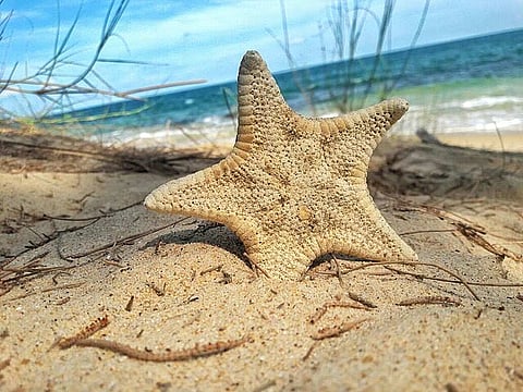 306 live exotic sea animals seized at air cargo Mumbai (Wikimedia Commons)