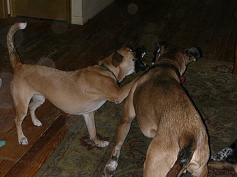 A puppy's love knows no bounds. They shower you with affection and devotion, creating an unbreakable bond between you and your furry friend. (Wikimedia Commons)