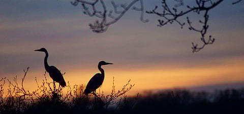Bird species spotted at Hastinapur sanctuary in Uttar Pradesh .(Wikimedia Commons)
