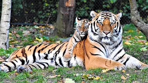 The tiger population in Sariska hit its highest mark in three decades.
(Unsplash)