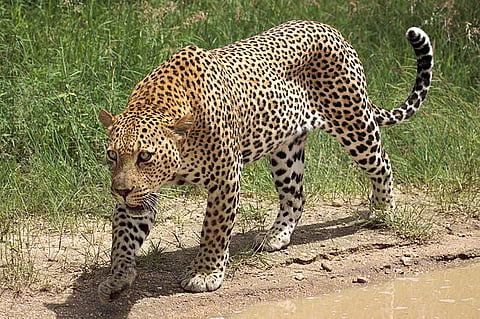 A 75-year-old woman was killed by a leopard in the Dhaurhara forest range. (Wikimedia Commons)