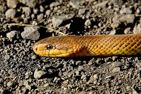 When Raveena Tandon rescued crab, snake, scorpion during 'One Friday Night' shoot(Representational Pixabay)