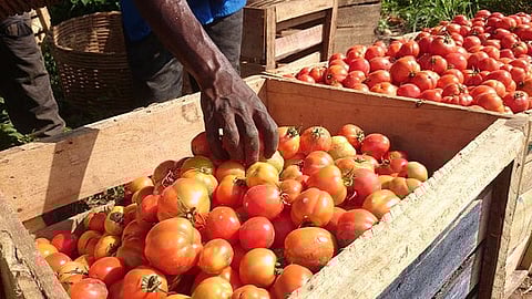 A vehicle transporting 2,000 kg of tomatoes to a market was robbed by unidentified miscreants in Bengaluru.
(Unsplash)