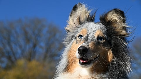 The diverse dog coat patterns make them so attractive and lovable. (Representational Image, Pixabay)