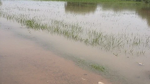 Paddy crops on thousands of acres were submerged in water within hours of the river breaching its banks.
(Wikimedia Commons)