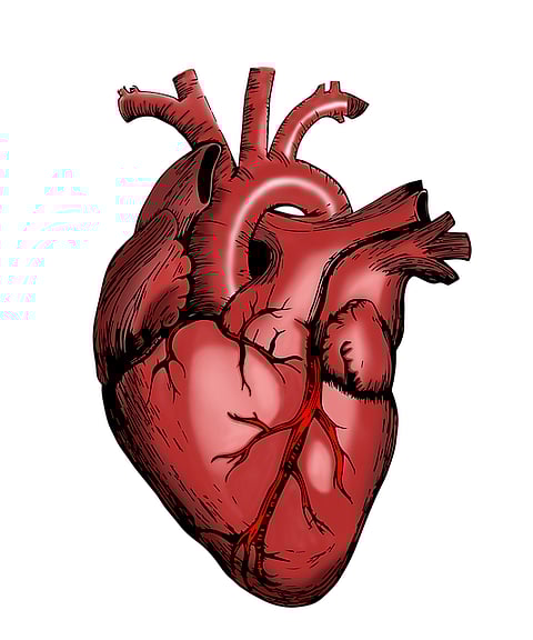 Study finds new genes that may contribute to congenital heart diseases (Pixabay)