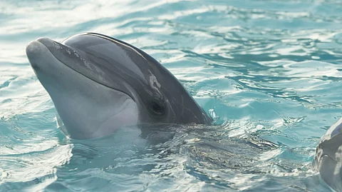 UP fisherman held for killing dolphin & feasting on it. (Unsplash)
