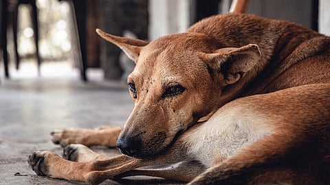 Eight persons have been booked in Lucknow for mercilessly hitting a stray dog with bricks and stones. (Unsplash)