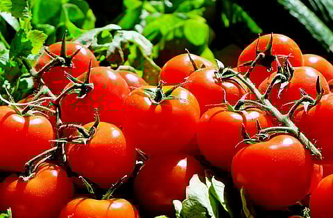 Tomato robbery: Couple arrested in K’taka, hunt on for 3rd accused(Pixabay)