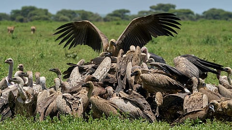 A commonly used drug for cattle but deadly for vultures, to rapidly halt current population declines in four vulture species. (Unsplash)