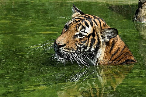 Bengal to set up super-specialty hospital for tigers in Sunderban (Wikimedia Commons)