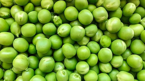 According to a study by University of Helsinki, the partial substitution of red and processed meat with pea and faba bean–based food products ensured sufficient intake of amino acids in the diet. (Unsplash)