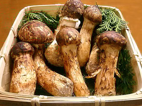 For those who share a passion for mushrooms and the art of foraging (Wikimedia Commons)