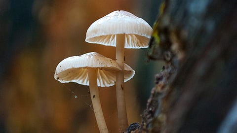 Amid ongoing debate by countries to legalise psychedelic drugs, researchers in a new study discussed the therapeutic use of psychedelics -- focusing on the use of psilocybin for treatment of depression. (Unsplash)