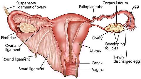 PCOS is the most common hormone disorder in women, affecting 7-10 per cent of women of childbearing age. (Wikimedia Commons)