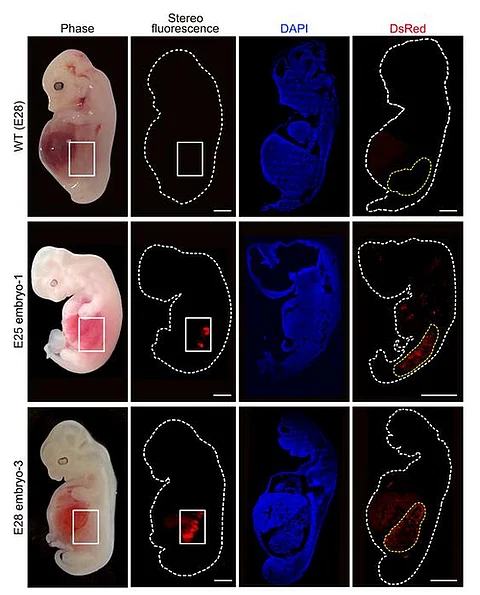 Chinese scientists have for the first time in the world successfully created kidneys with human cells in pig embryos. (Wikimedia commons)