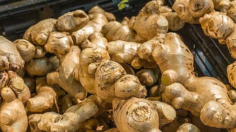 Researchers studied the impact of ginger supplementation on a type of white blood cell called the 'neutrophil'. (Unsplash)