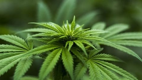 The study contributes to the ongoing dialogue surrounding the health implications of cannabis use disorder and its potential links to cardiovascular health. (Unsplash)